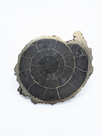 PALÄONTOLOGIE
Polierter, pyritisierter Ammonit-Que