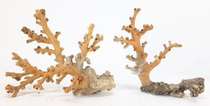 NATURALIA
„Dendrophyllia“
Koralzenpaar
Maße des gr