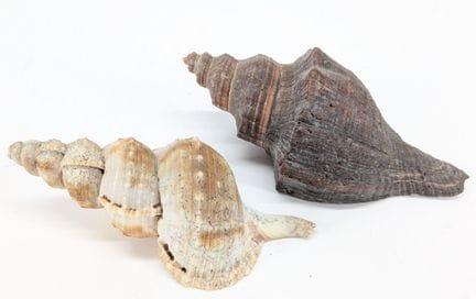 NATURALIA
„Pugilina morio“ und „Buccinium“
Zwei Mu