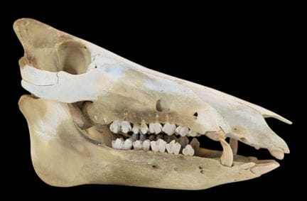 ZOOLOGIE
„Sus Scrofa“
Schädel eines europäischen W