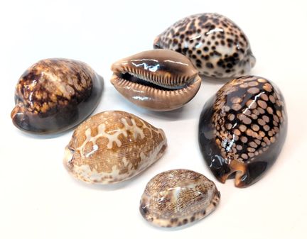 NATURALIA
„Cypraea Mauritiana cauris“
Sechs Musche