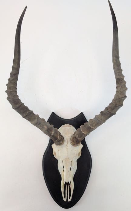 NATURALIA
„Impala (Aepyceros melampus)“

Frontale 