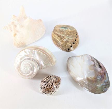 NATURALIA
Fünf teilweise polierte Ziermuscheln
Maß