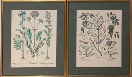 BOTANIK – NATURALIA
„Valeriana maior“ und „Pfeudof