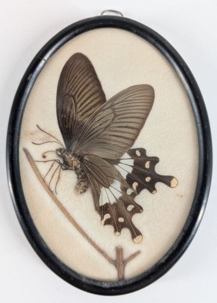 ENTOMOLOGIE
„Papilio helenus“ 
Präparierter Schmet