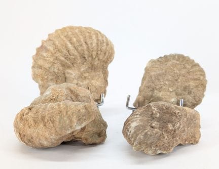 PALÄONTOLOGIE
Vier Ammoniten-Fossilfragmente
Maße 