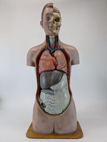 ANATOMISCHES MODELL MIT FREILEGUNG – MENSCHLICHER 