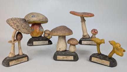 BOTANIK, Eurosap-Deyrolle Verlag
„Fliegenpilz“, „E