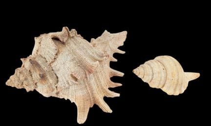 NATURALIA
„Murex rameux“ und „Neptunea lyrata“
Zwe