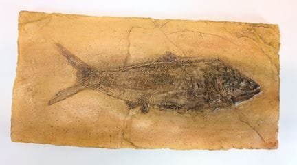 PALÄONTOLOGIE – Naturalia
„Caturus Furcatus“
Gipsp