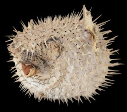 NATURALIA 
„Diodon Holocanthus“
Ausgestopfter Mond