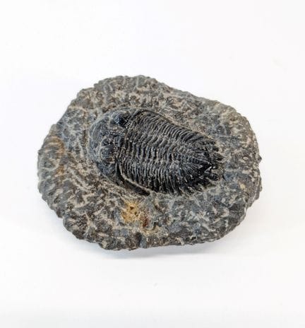 PALÄONTOLOGIE
Trilobitenfossil
Gesamtlänge einschl