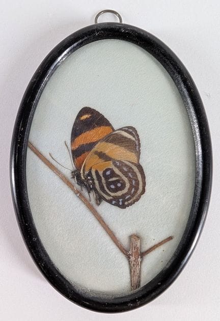 ENTOMOLOGIE
„Callicore excelsior“
Präparierter Sch
