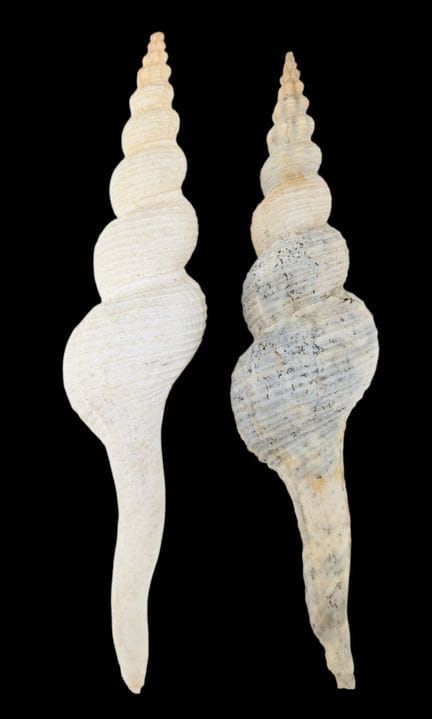 NATURALIA
„Fusinus“
Zwei weiße Muscheln
Höhe: 27 c