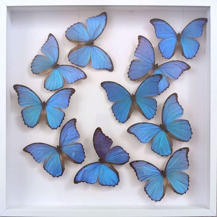 ENTOMOLOGIE
„Morpho Didius“
Zehn präparierte Schme