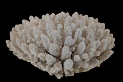 NATURALIA
„Acropore“
Versteinertes weißes Korallen