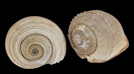 NATURALIA
„Riesen-Dolium“ und „Tonna galea“
Zwei g