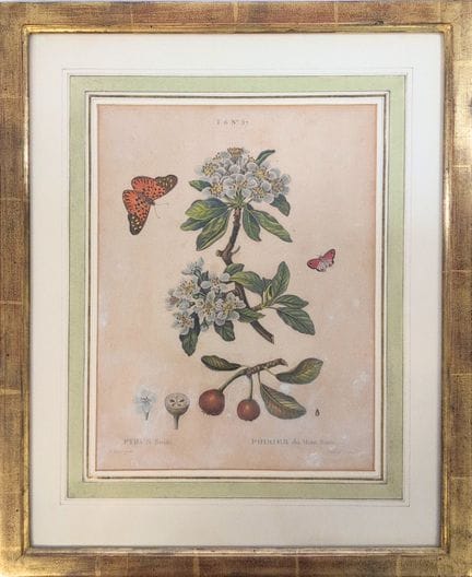 Nach Pierre-Joseph REDOUTÉ (1759–1850)
„Birnbaum v