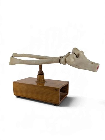 ANATOMISCHES LEHRMODELL – OSTEOLOGIE

Anatomisches