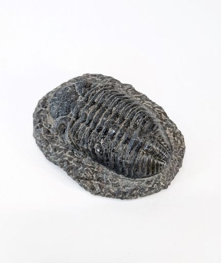 NATURALIA
Trilobiten-Fossil
Gesamtlänge einschließ