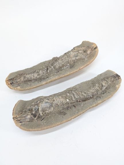 PALÄONTOLOGIE 
Fossiler Fischabdruck, vermutlich v
