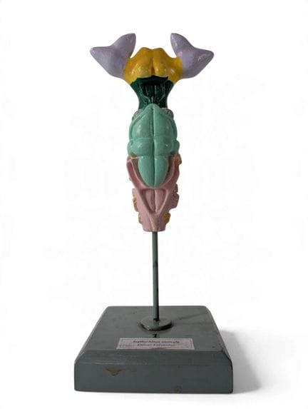 ANATOMISCHES LEHRMODELL – ZOOLOGIE
Anatomisches Mo