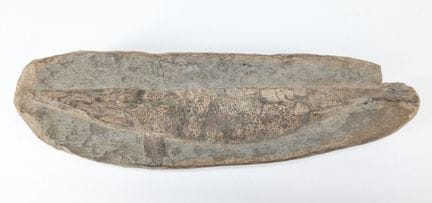 PALÄONTOLOGIE 
In Stein versteinertes Fischfossil
