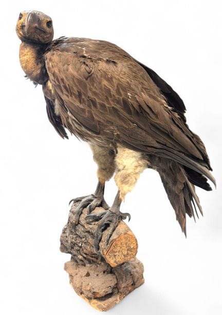 ZOOLOGIE
„Gyps himalayensis“, auch „Himalaya-Geier