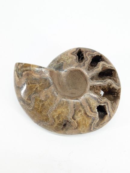 PALÄONTOLOGIE
Kristallisierte Phylloceras-Ammonite