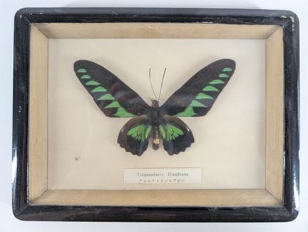 ENTOMOLOGIE
„Trogonobtera“
Präparierter Schmetterl