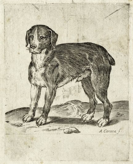 阿戈斯蒂诺·卡拉奇，《向左望的狗》。1582-1585年。铜版画。155×123毫米。画板尺寸：17