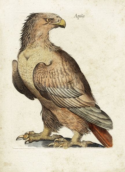 17世纪上半叶意大利画派，鹰／猫头鹰。1600-1650年。上色铜版画。192/205×140/15