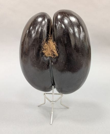 COCO-FESSE o palmera de mar (Lodoicea maldivica) (