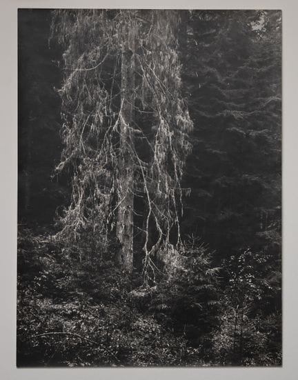 鲁道夫·扬达（Rudolf JANDA，1907-2000）。
《米翁西森林，第二版》。
同期银盐相