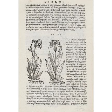 Tatti, Giovanni. *On Agriculture*. Venice, Sansovi