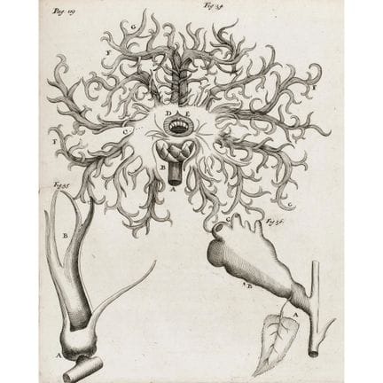 Malpighi, Marcello. *Opera omnia seu thesaurus loc
