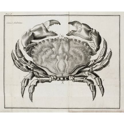Olivi, Giuseppe. *Adriatic Zoology, or A Comprehen