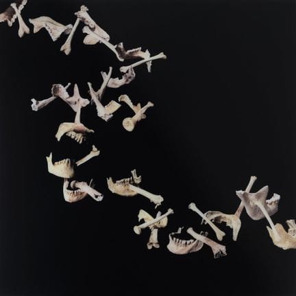 DANIEL CANOGAR (Madrid, 1964).

"Evoluzione dei pe