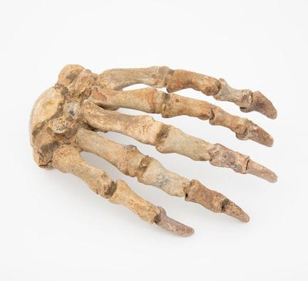 Cave bear claw. Russia.

11000 years ago.

Pleisto
