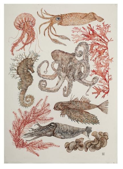 JULIE AUBRUN (Nancy, Frankreich).

„Mollusken“, au