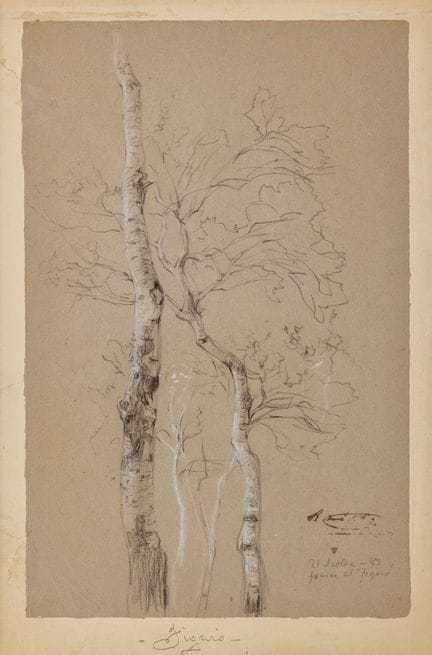 拉蒙·马蒂·阿尔西纳（巴塞罗那，1826–1894）。

《树木习作》。

炭笔与克拉里昂笔绘于灰色