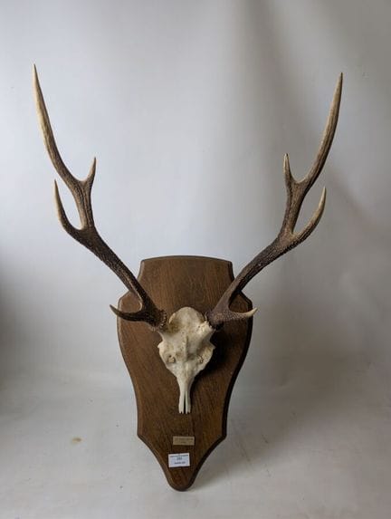 Trofeo di corna di cervo. 74 x 43 cm.