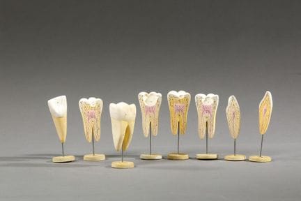 AUZOUX Parigi
Composizione di 8 denti in resina po