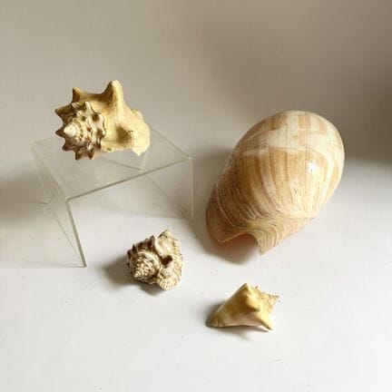 NATURALIA
4er-Set Muscheln
Länge: 7 bis 24 cm.

Ve