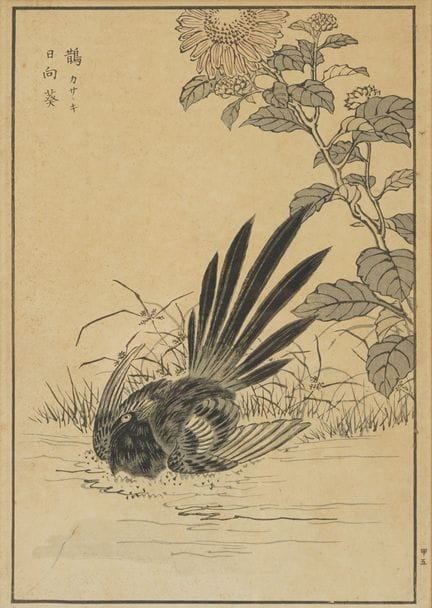 Kono Naotoyo BAIREI (1844–1895)
Kasasagi, himawari