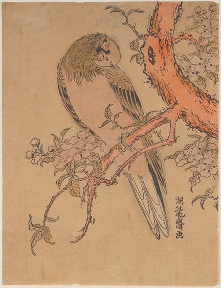 Koryūsai ISODA (1735–1790)
Parrot on a branch of a