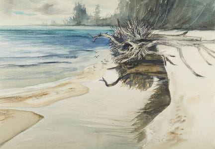 查尔斯·罗伯特·佩林（美国，1915-1999）。双面水彩纸本画作，描绘了海滩上的一棵大型漂流木树。