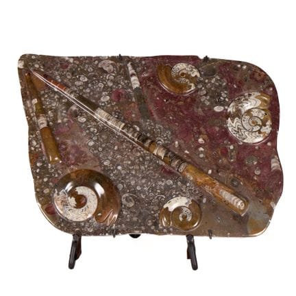 Large polished stone fossil cluster plaque depicti