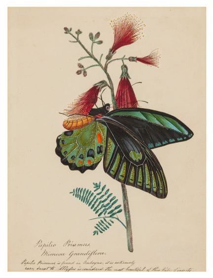 Edward Donovan (irlandais/britannique, 1768-1837) 