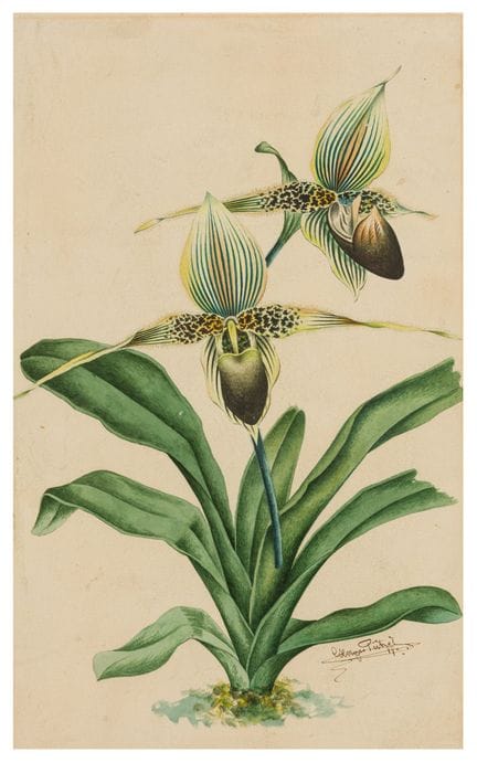 Georges Putzys (fin du XIXe siècle)  Paphiopedilum